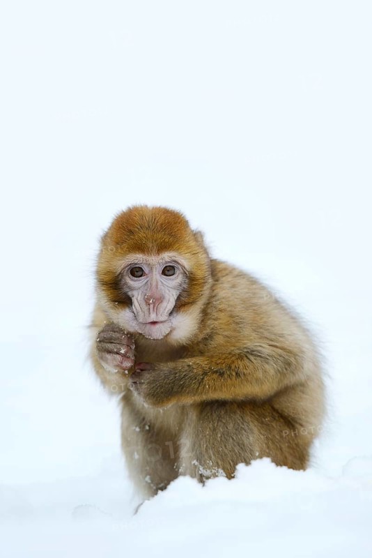 Barbary macaque or magot (Macaca sylvanus), young animal sitting in the snow and eating, winter, Azrou, Morocco