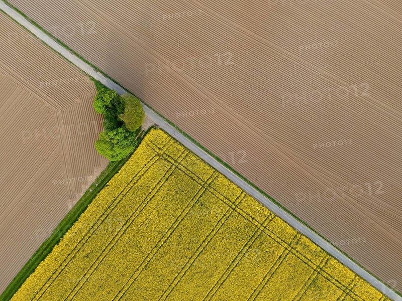 A rape field near Frankfurt am Main is in full bloom. (Aerial photo with a drone), Frankfurt am Main, Hesse, Germany