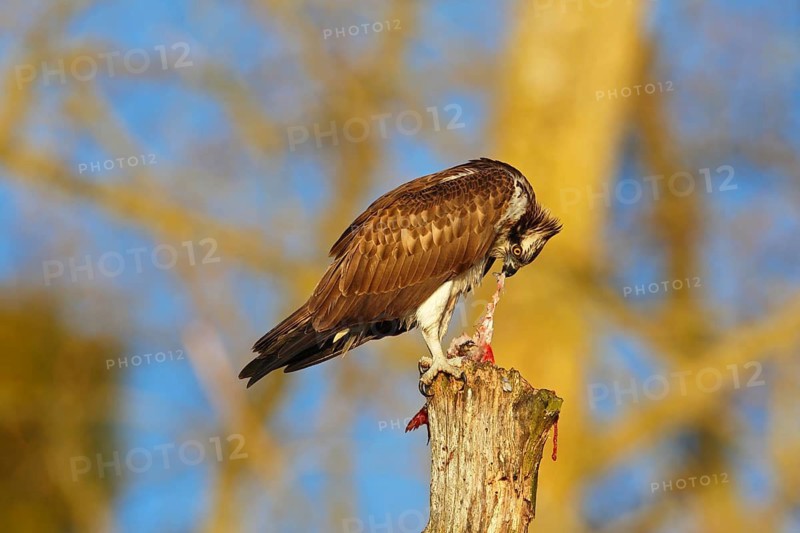 Western Osprey (Pandion haliaetus) eating a fish, Mecklenburg-Western Pomerania, Germany