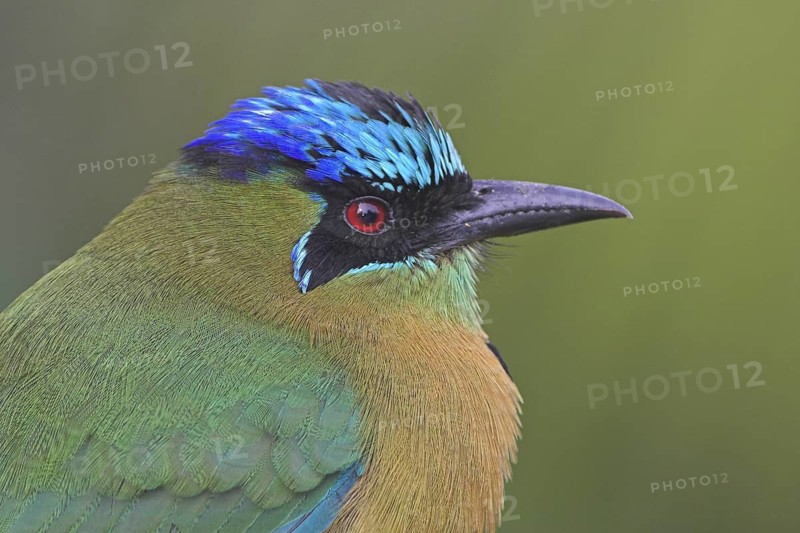 Amazonian Motmot (Momotus lessonii), Costa Rica