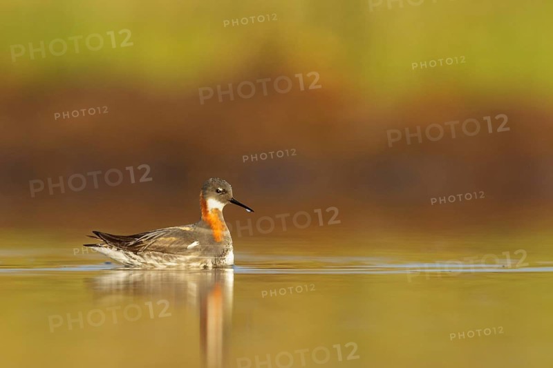 Red-necked Phalarope (Phalaropus lobatus) in a pond near Nome, Alaska