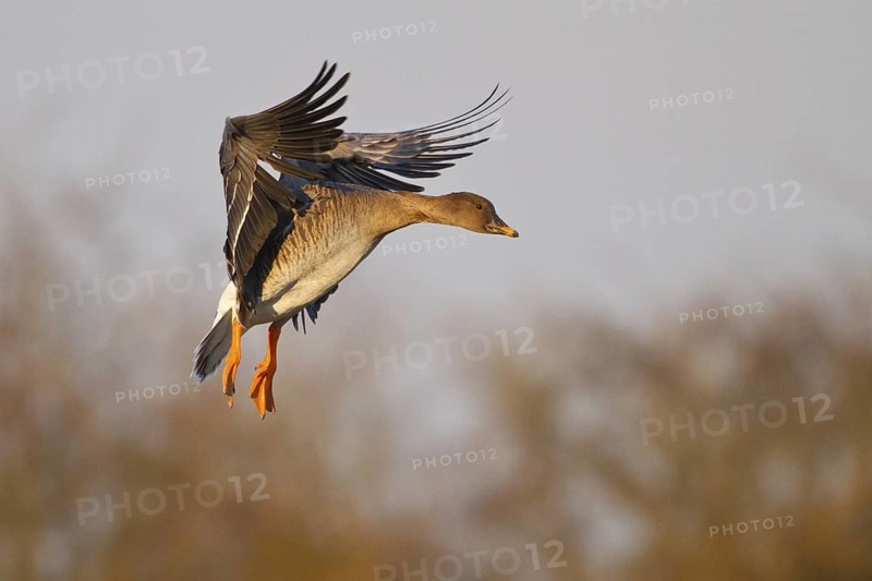 Taiga Bean Goose (Anser fabalis) flying, North Rhine-Westphalia, Germany