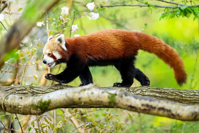 Red panda (Ailurus fulgens) walking on a tree, Germany