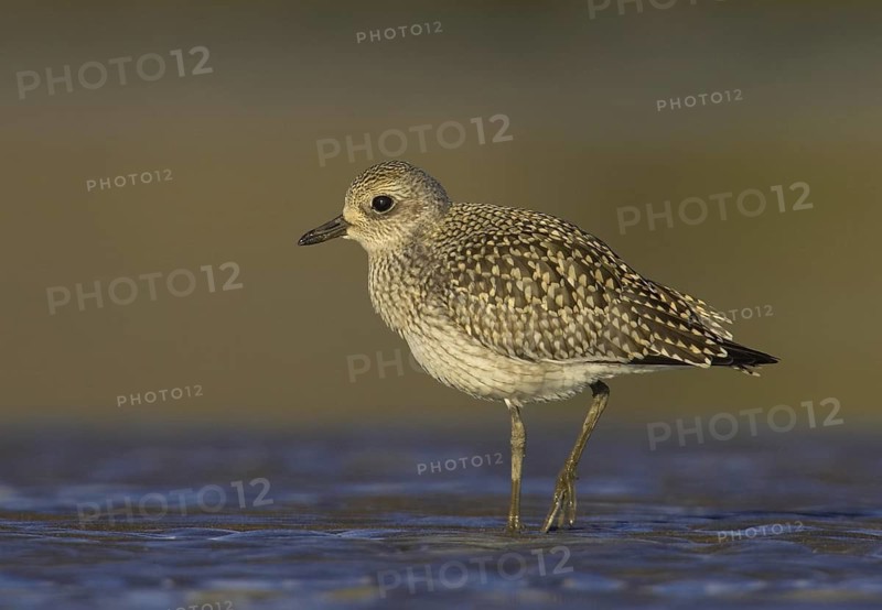 Grey Plover (Pluvialis squatarola), Ohio, USA