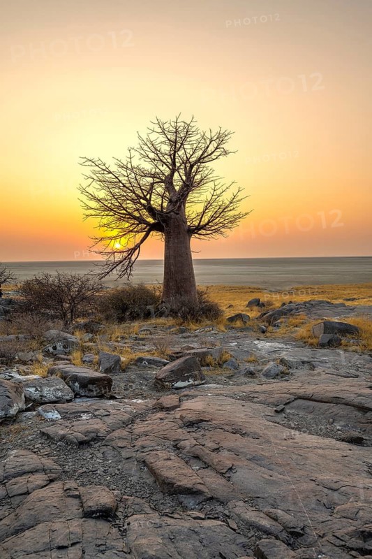 African baobab or baobab tree (Adansonia digitata), at sunrise, Kubu Island (Lekubu), Sowa Pan, Makgadikgadi salt pans, Botswana