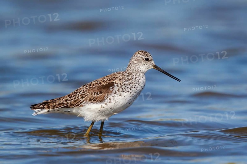 Marsh Sandpiper (Tringa stagnatilis) foraging, Lesvos, Greece