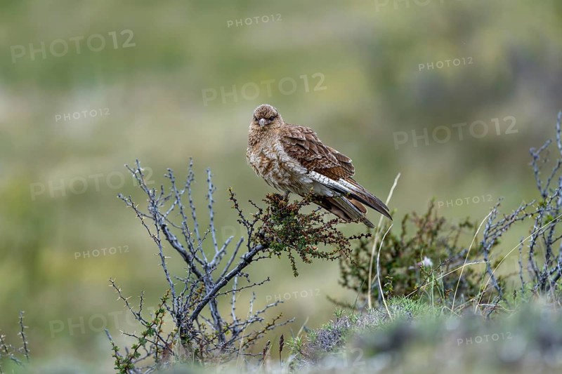 Chimango caracara (Daptrius chimango), sitting on a thorny shrub, Torres del Paine National Park, Patagonia, Chile