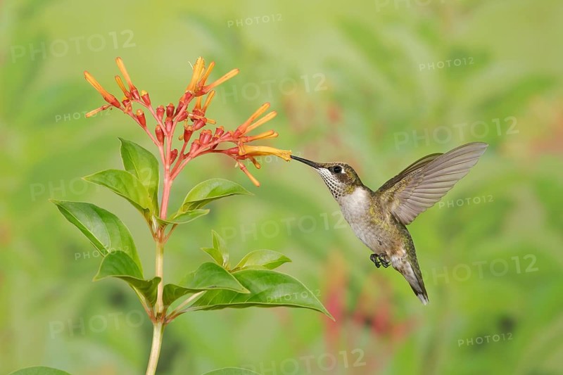 Ruby-throated Hummingbird (Archilochus colubris) female flying while feeding on flower nectar, Texas, USA