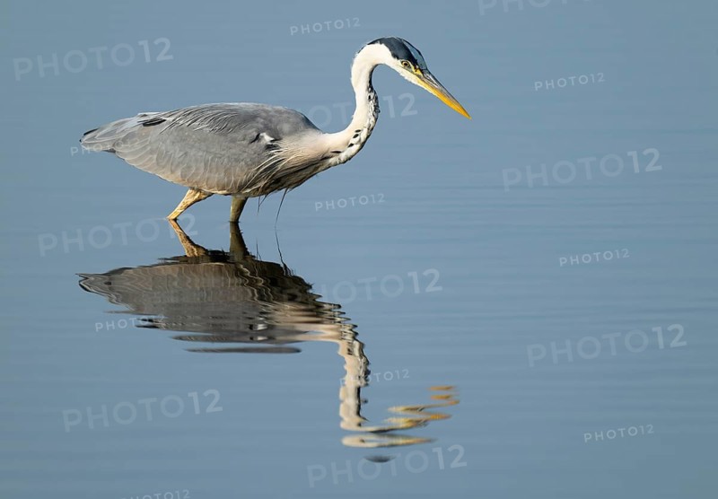 Grey heron (Ardea cinerea) foraging in the shallow water zone of a lake, blue water, Lower Saxony, Germany