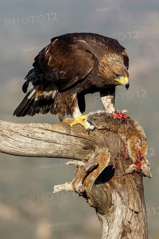 Golden Eagle (Aquila chrysaetos) immature, first winter plumage eating a rabbit, Castile and Leon, Spain