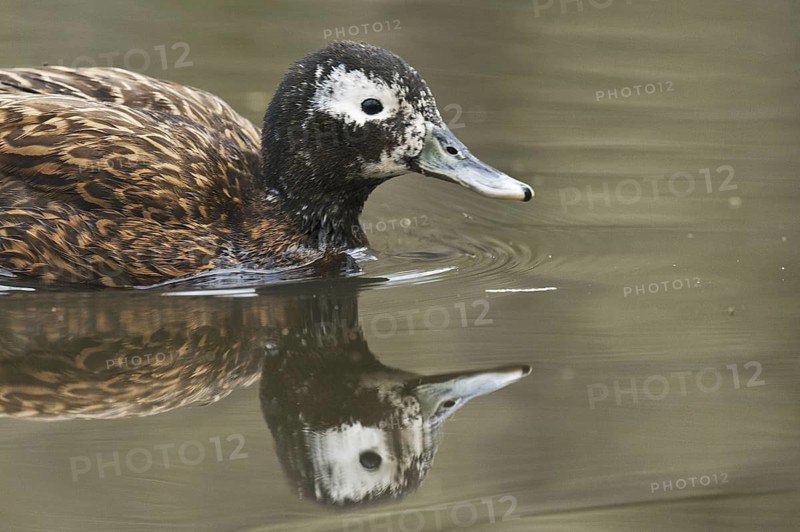 Laysan Duck (Anas laysanensis), Hawaii