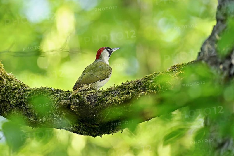 Green woodpecker, (Picus viridis), female sitting on a branch, Canton Zug, Switzerland