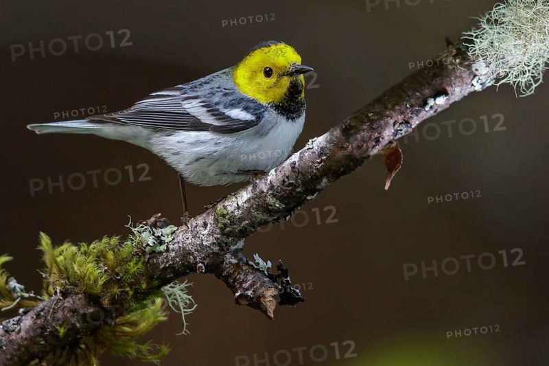 Hermit Warbler (Setophaga occidentalis) perched on a branch in Washington State, USA