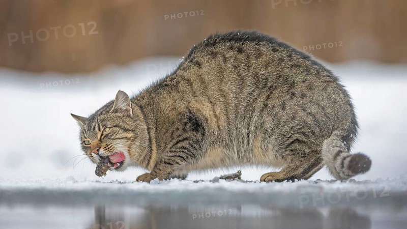 Domestic cat (Felis domestica) Confusion with wild cat (Felis silvestris silvestris) Foraging, lack of food in winter, ice and snow, with prey, on ice by water, lake or pond, reed beds, Kiskunsag National Park, Hungary