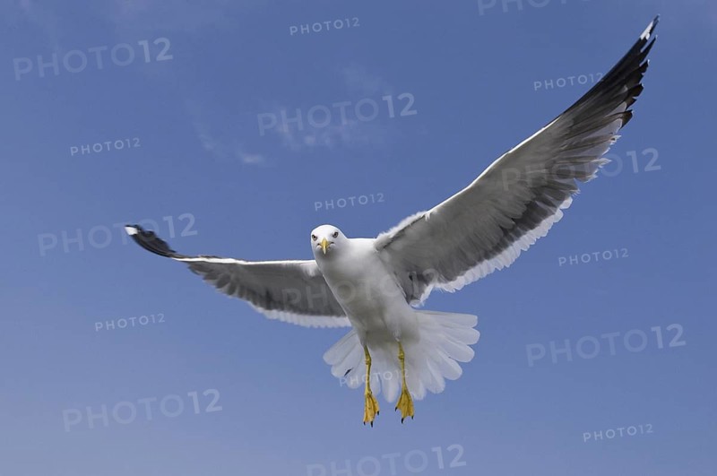 Lesser Black-backed Gull (Larus fuscus) flying, Texel, Netherlands