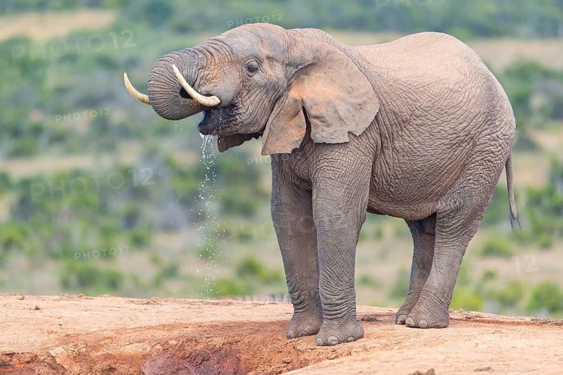 African elephant, (Loxodonta african), Addo Elephant National Park, Addo Camp, Western Cape, South Africa