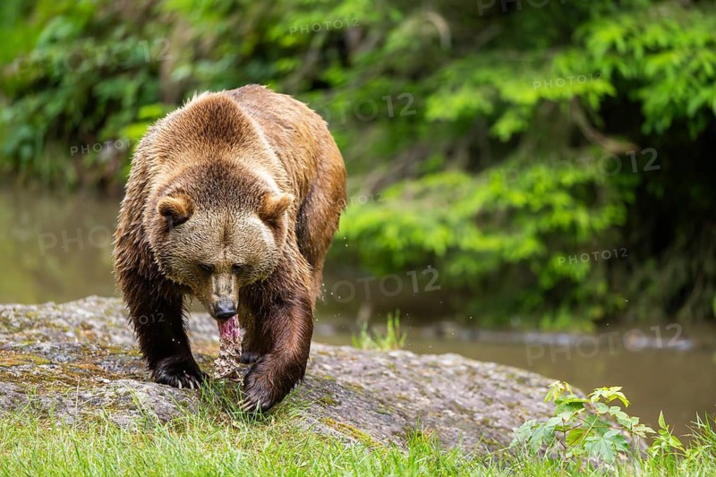 Eurasian brown bear (Ursus arctos arctos) walking on a rock, Bavarian Forest, Bavaria, Germany