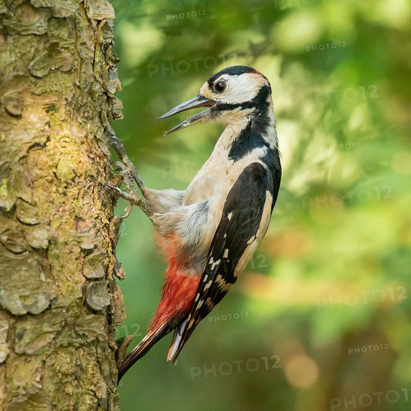 Great Spotted Woodpecker (Dendrocopos major) male climbing up a tree, Lower Saxony, Germany
