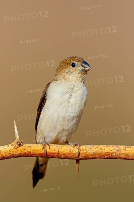 African silverbill, silver beak, silver pheasant, trusting bird, ornamental bird in Europe, family of finches, (Euodice), (Lonchura cantans), perching site, Ayn Tobroq and Ayn Athum junction, Salalah, Dhofar, Oman