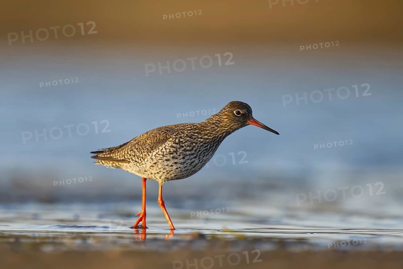 Common Redshank (Tringa totanus), North Rhine-Westphalia, Germany