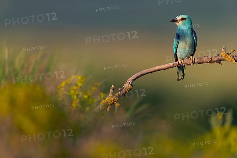 Roller, Almond Crow, (Coracias garrulus), animals, birds, raptors, raptor family, perch, biotope, habitat, Muselievo, Muselievo, Pleven, Bulgaria