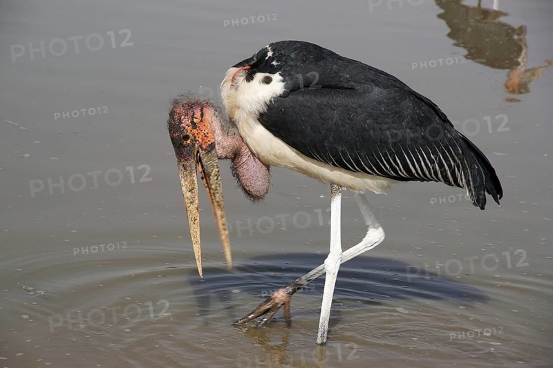Africa, Ethiopia, Marabou on Lake Langano, Lake Langano, Ethiopia