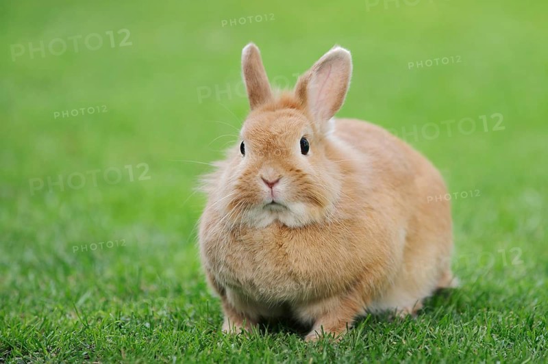 Dwarf rabbit (Oryctolagus cuniculus forma domestica) in a meadow, North Rhine-Westphalia, Germany
