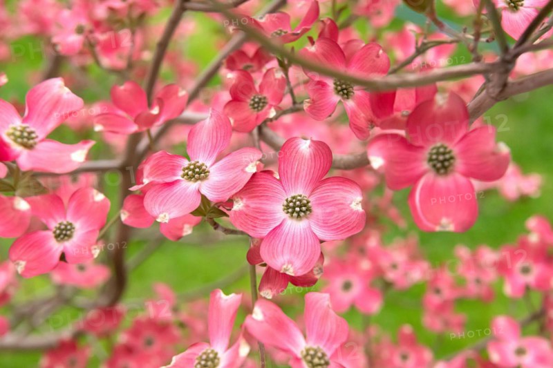 American flowering dogwood (Cornus florida 'Sweetwater'), An den Dorfwiesen 9, Germany