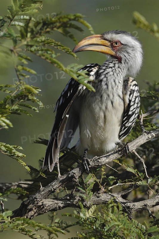 Southern Yellow-billed Hornbill (Tockus leucomelas), Northern Cape, South Africa