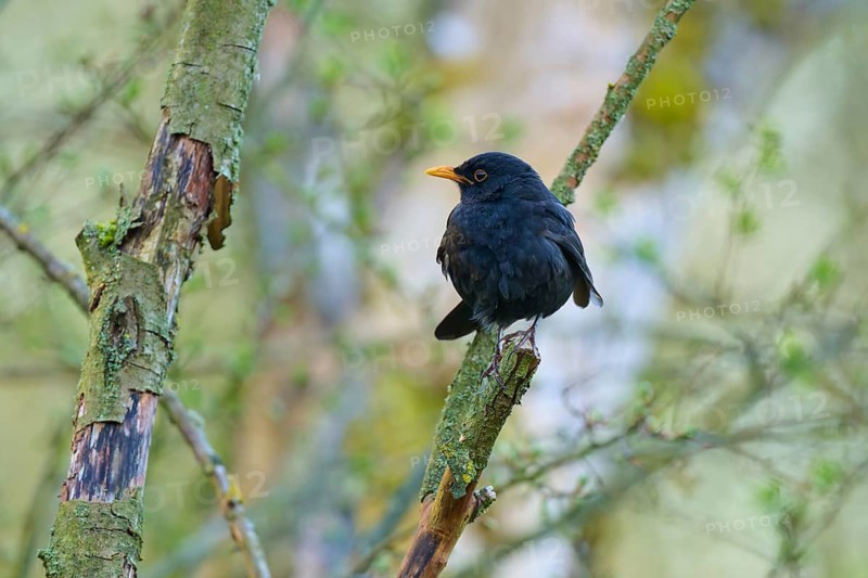 Blackbird on a mossy branch in a natural environment with blurred details, Blackbird (Turdus merula), spring, bird island, Altmühlsee, Muhr am See, Gunzenhausen, Franconian Lake District, Bavaria, Germany