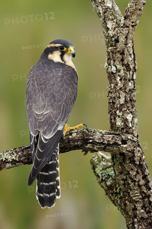 Aplomado Falcon (Falco femoralis), Florida, USA