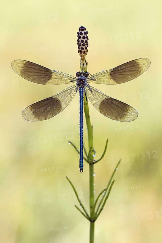 Banded Demoiselle (Calopteryx splendens) male with open wings on Field Horsetail (Equisetum arvense), Hesse, Germany
