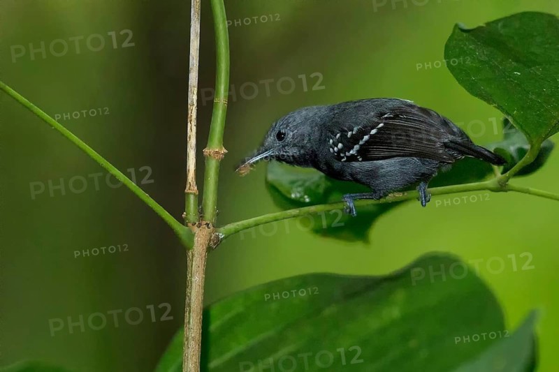Long-winged Antwren (Myrmotherula longipennis) perched on a branch in the rainforest of Guyana