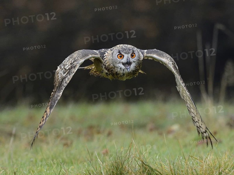 Eurasian Eagle-Owl (Bubo bubo) flying, Lower Saxony, Germany