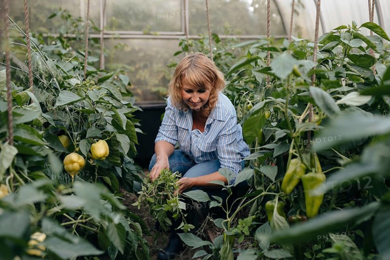 A woman tending to plants in a lush greenhouse filled with vibrant green vegetables. She is focused on nurturing the plants, showcasing a serene gardening scene
