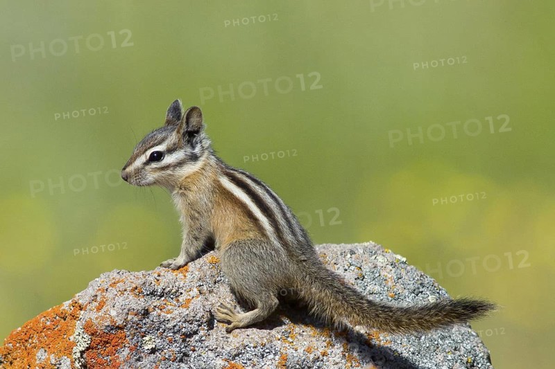 A Least Chipmunk on a rock at Kyburz Flat, Sierra County California