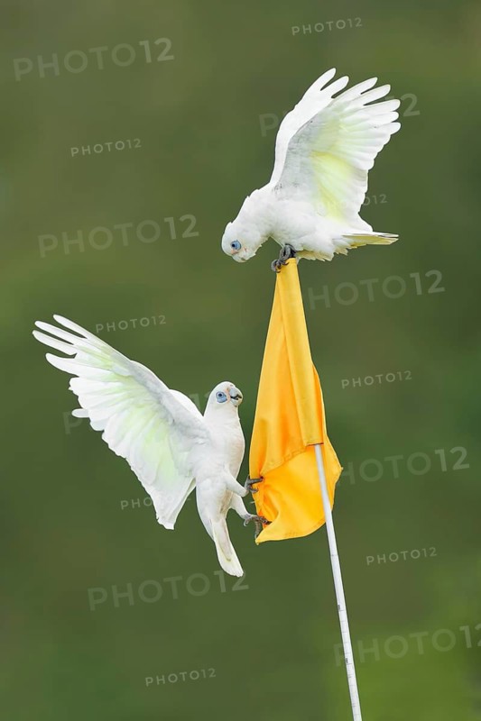 Little Corella (Cacatua sanguinea), Perth, Western Australia, Australia