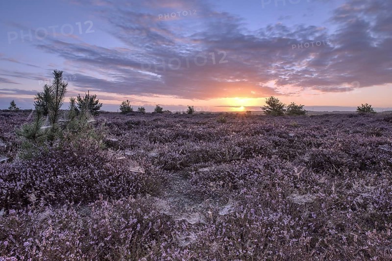 Heath landscape at sunrise, Emsland, Lower Saxony, Germany