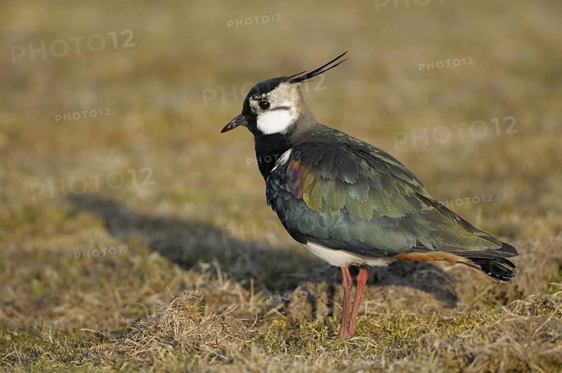 Kiebitz (Vanellus vanellus), Lapwing, Altvogel zur Balzzeit, April, Insel Texel, Nordsee, Nordholland, Niederlande