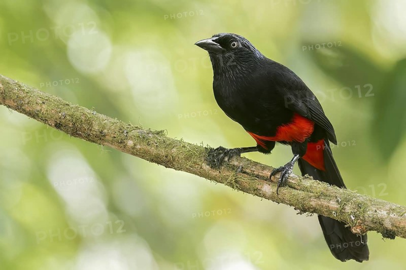 Red-bellied Grackle (Hypopyrrhus pyrohypogaster) perched on a branch in Colombia, South America