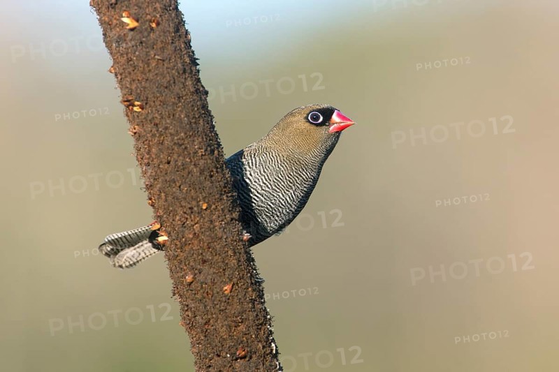 Beautiful Firetail (Stagonopleura bella) perched on a branch, Victoria, Australia