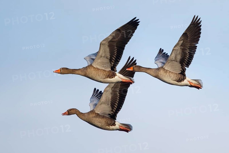 Greylag Goose (Anser anser) flying, Netherlands