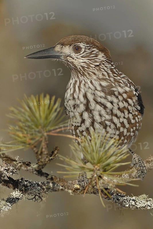 Spotted Nutcracker (Nucifraga caryocatactes), Grisons, Switzerland