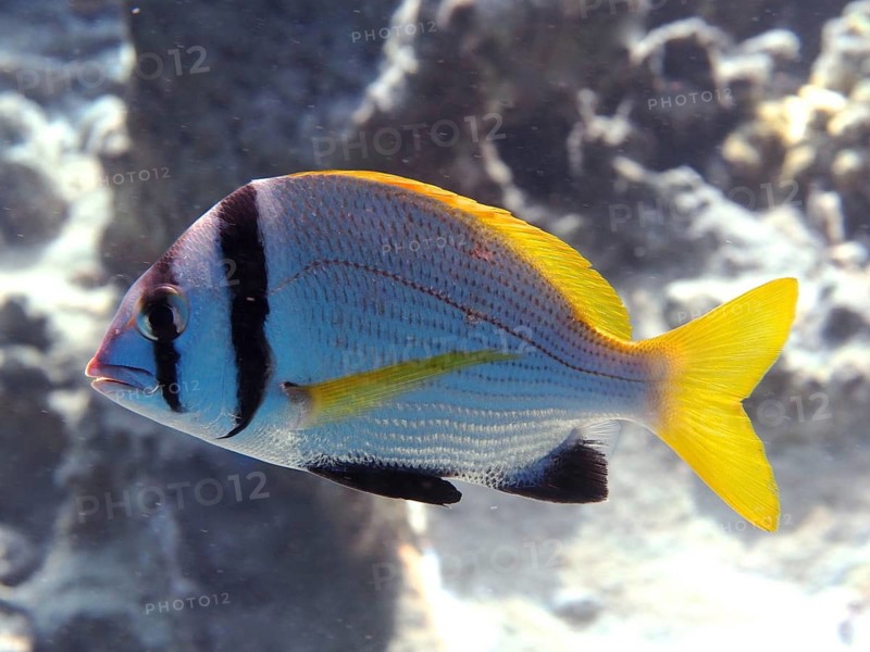 Double-banded sea bream (Acanthopagrus bifasciatus)