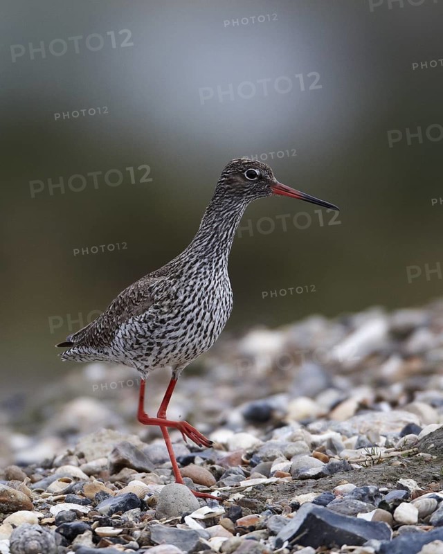 Common Redshank (Tringa totanus), Schleswig-Holstein, Germany