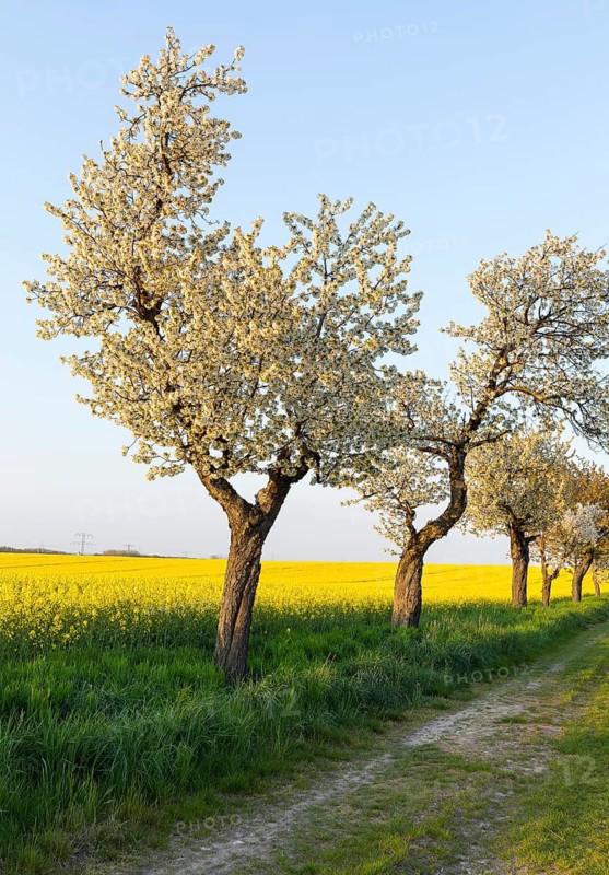 Alley with blossoming fruit trees between rape fields in bloom, field path near Wölkisch, Saxon Elbland, Saxony, Germany