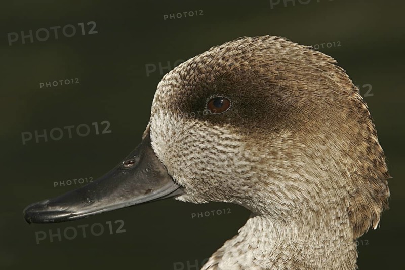 Marbled Duck (Marmaronetta angustirostris), California, USA