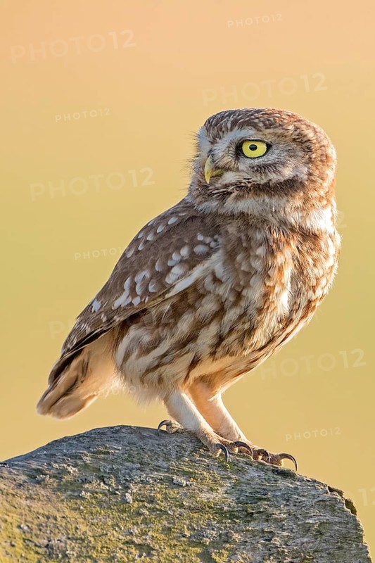 Little Owl (Athene noctua) perched on a rock, Hungary