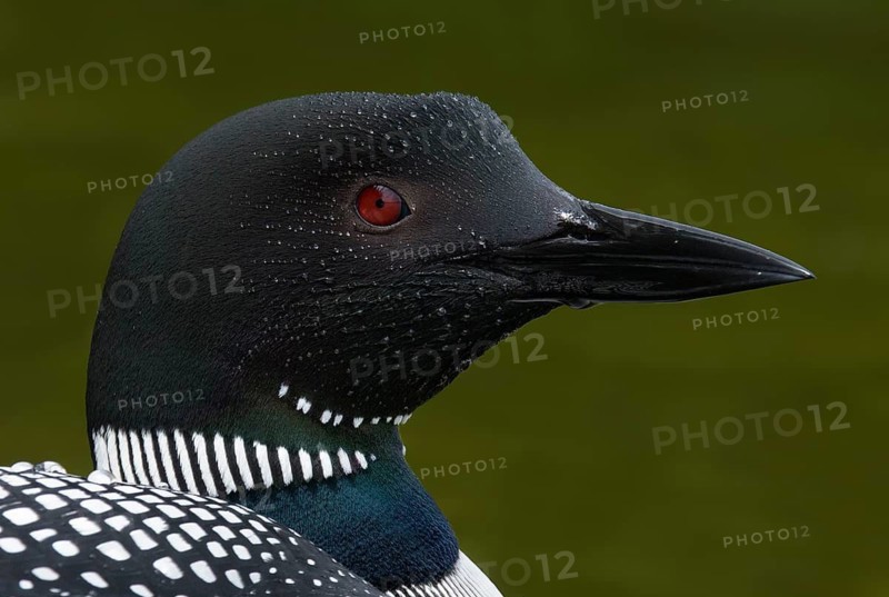 Great Northern Loon (Gavia immer), British Columbia, Canada