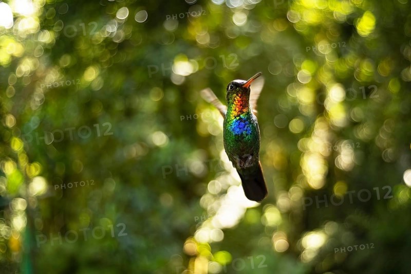 Captivating image of a Fiery Throated Hummingbird in its natural environment, the lush cloud forest of Cerro Punta, Panama. The vibrant colors shine amidst the green backdrop